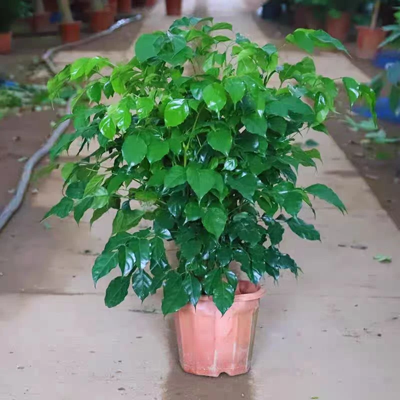 幸福树盆栽植物室内客厅办公室丛林型好养活绿植四季常青吸甲醛
