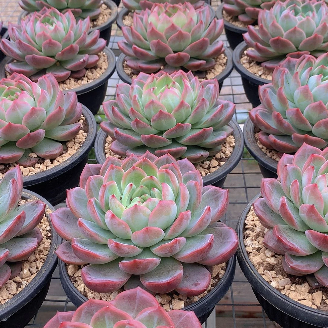 超大红鸾3567889999900