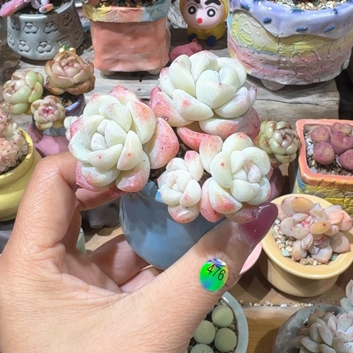 476 多肉含盆土 30元包邮 除偏远地区