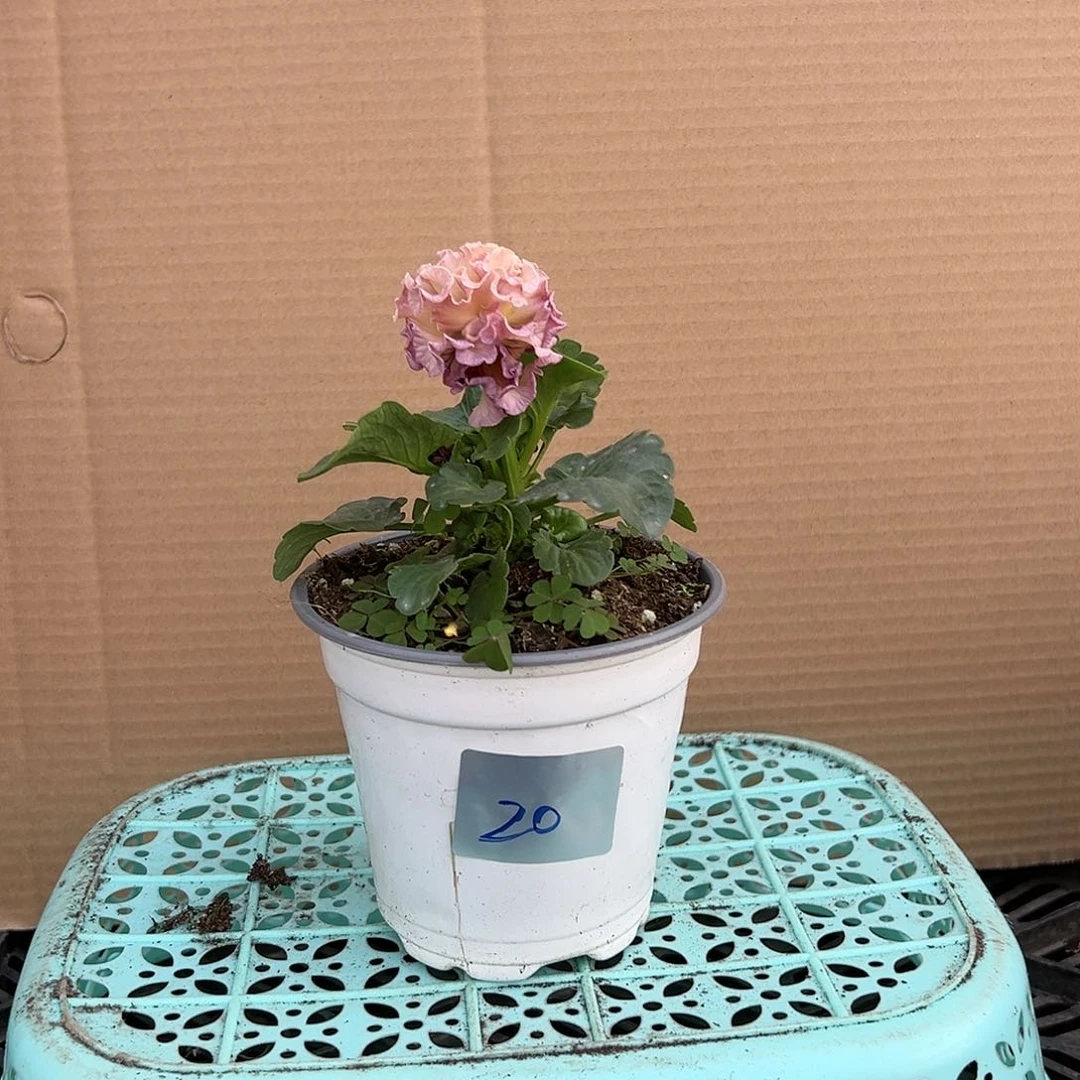 【闪购商品】完全开放020号