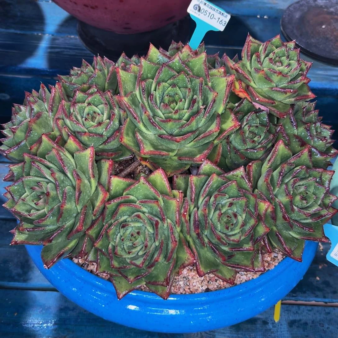 某*某多肉一物一拍0510-163