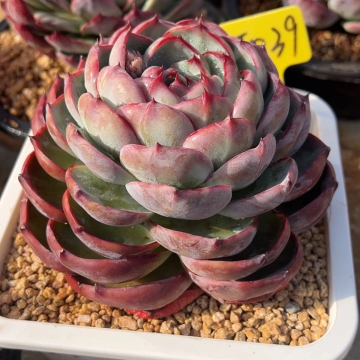 39惊鸿仙子 夏鸣园艺