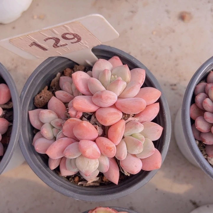 健健康康平平安安