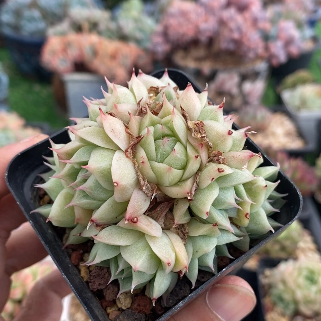睫毛麦秆群一物一拍