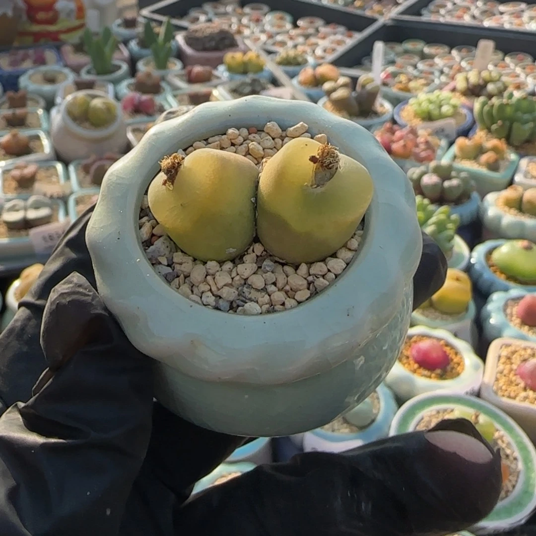 3169--一物一拍 带盆