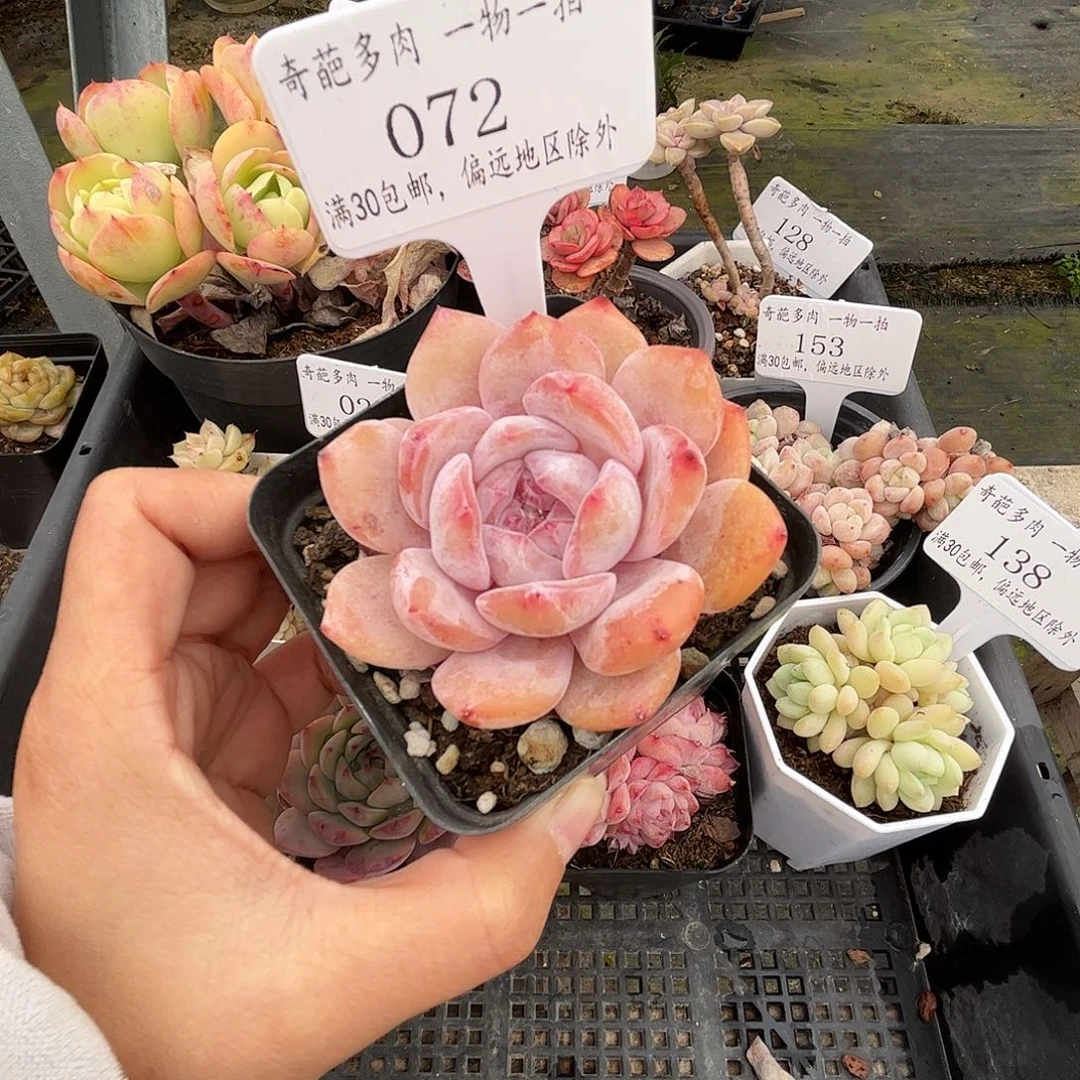 072 多肉脱土 群生不包整