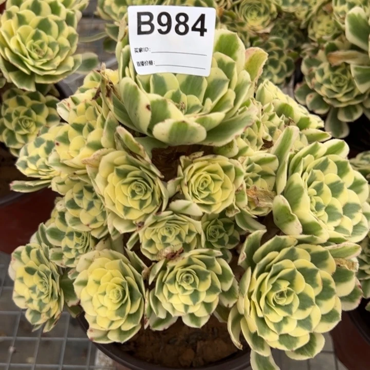 984迈巴赫20厘米左右