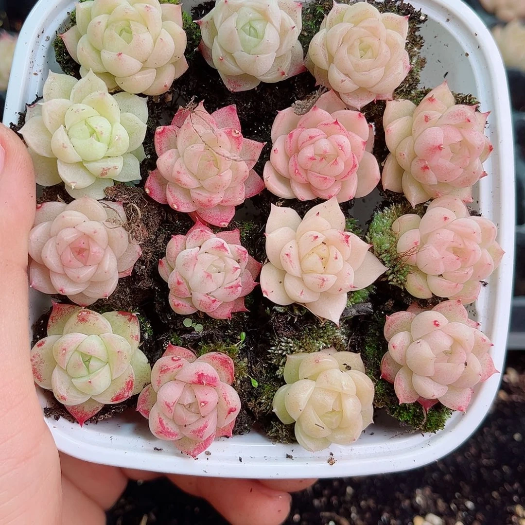 1-649新疆西藏内蒙不发零度以下拍保温箱不拍不包损