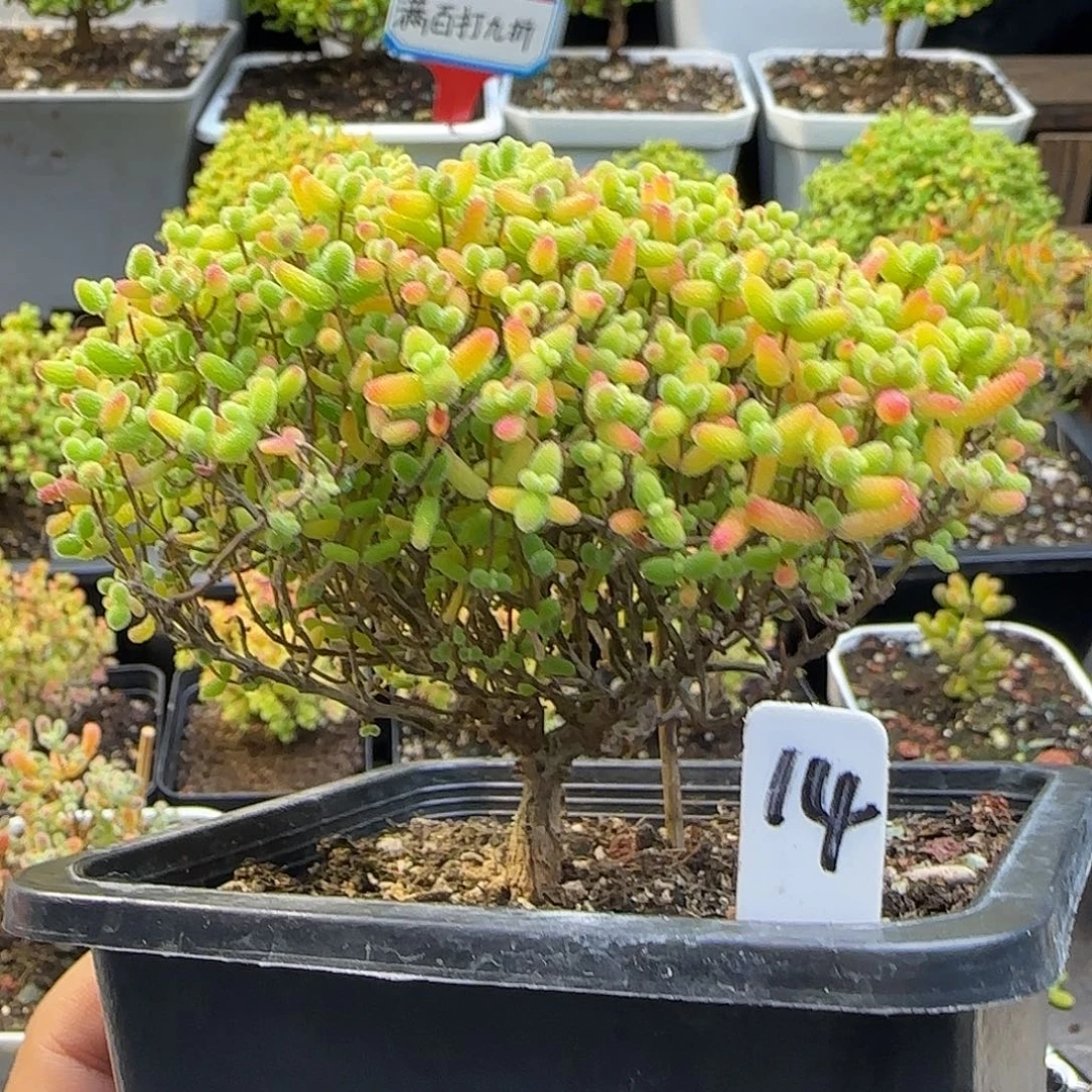 蜜橘糖球一物一拍