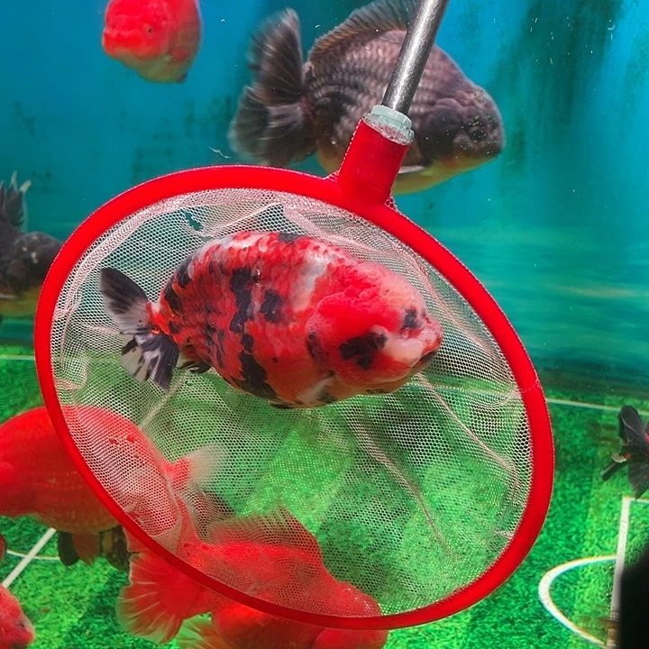 金鱼十四公分红虎缎带