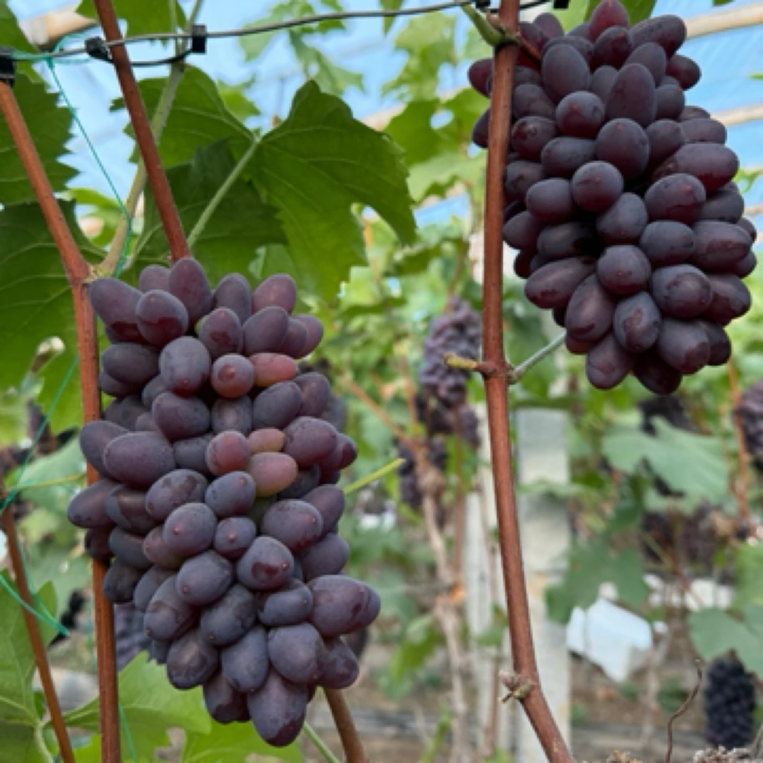 蓟县茉莉香葡萄 现摘现发 顺丰包邮 个别掉珠属于正常现象不售后2斤 3斤天津市