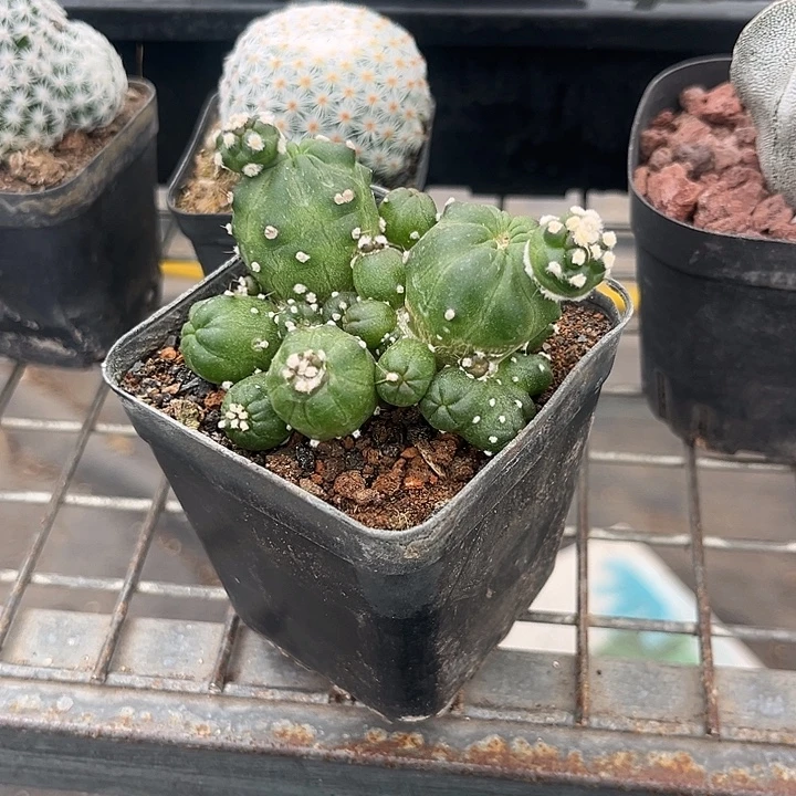 我也不知道我为什么要这样