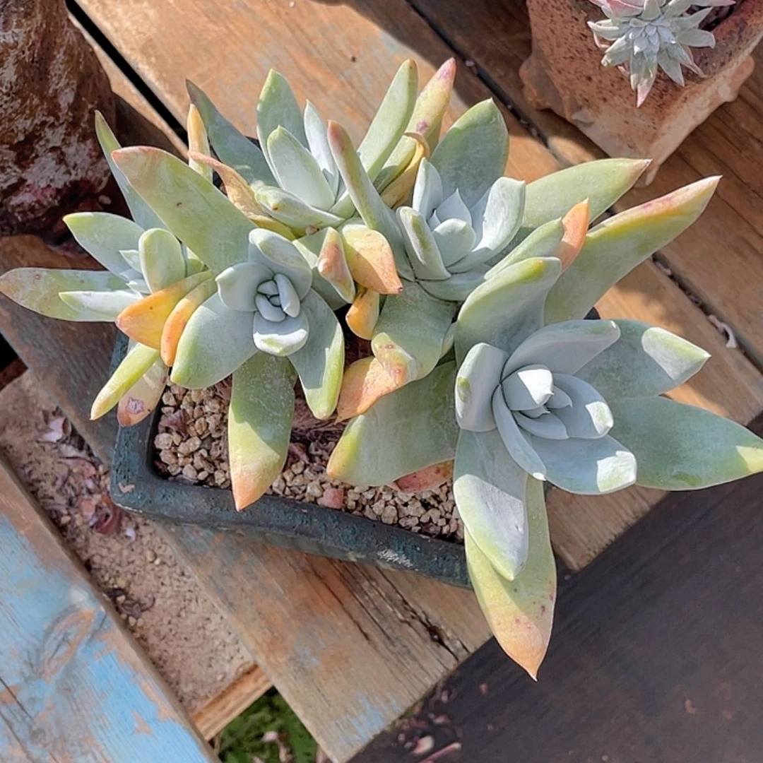 【闪购商品】牡丹苹果叶