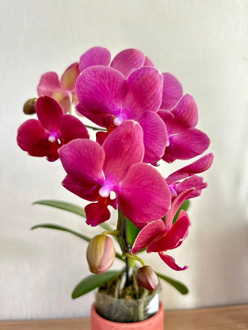 至臻【布林迪西】蝴蝶兰花卉