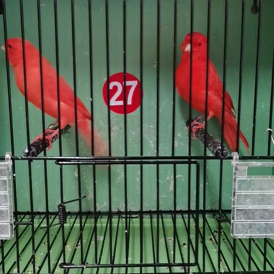 刚***过虎皮鹦鹉虎皮鹦鹉大红袍一公一母虎皮鹦鹉