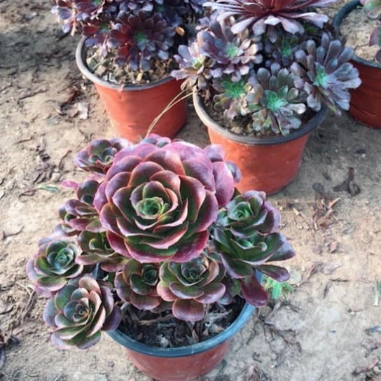 *****魅金玫瑰法师多肉11