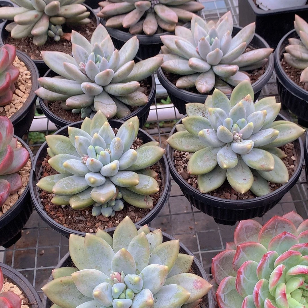 超胖黄体哥特萝莉23456778899