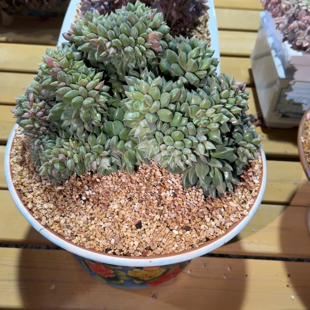 红象牙缀化多肉链接