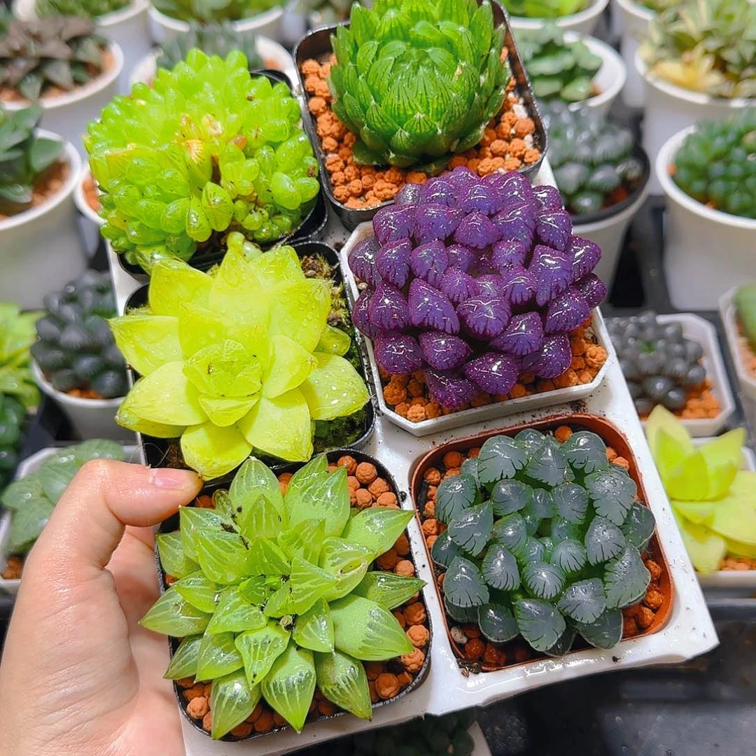 玉露六件套多肉，原盆