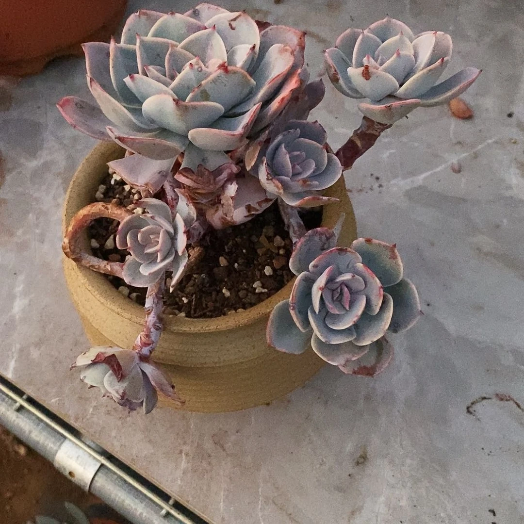 多肉植物非常福利100