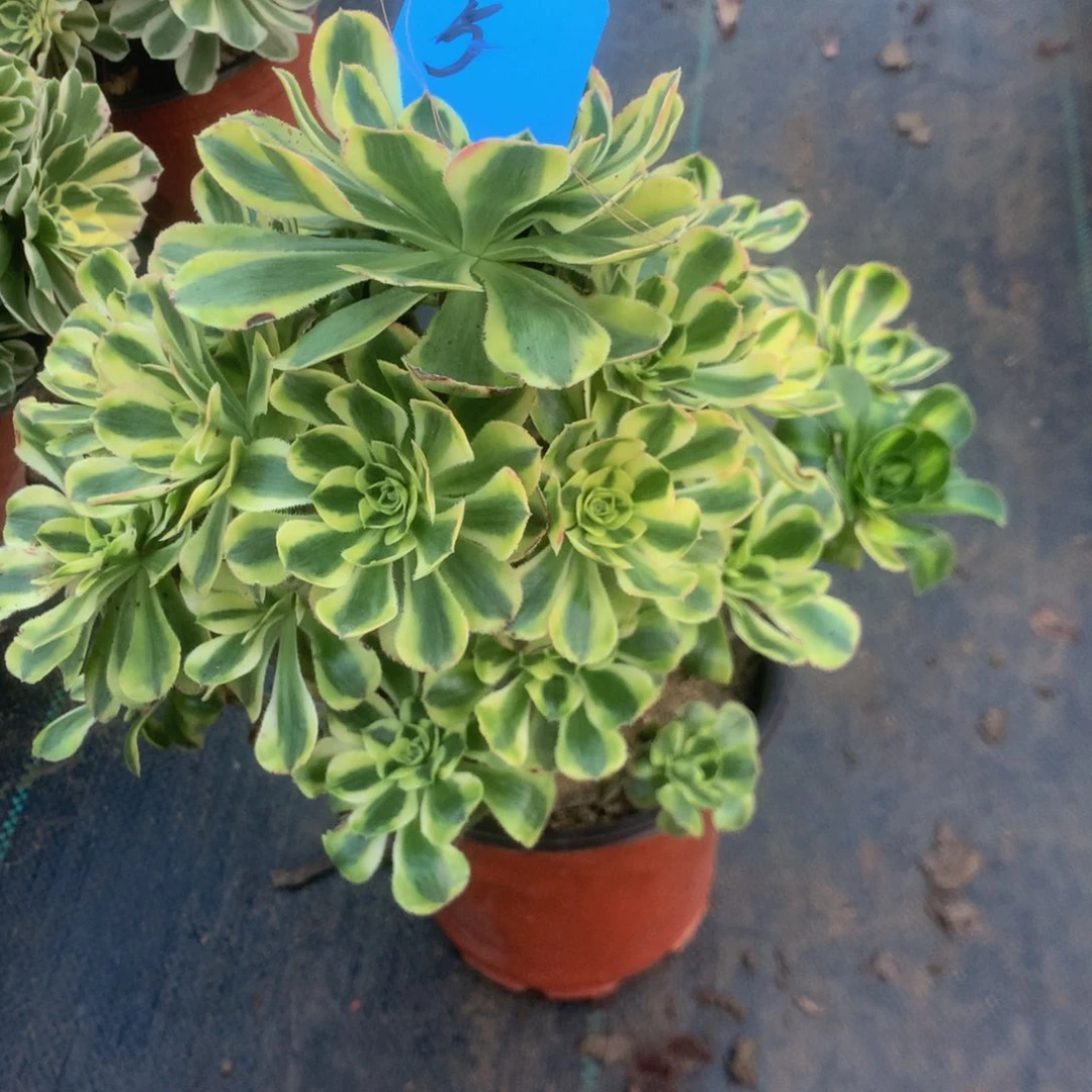 *****绿体多多多肉植物