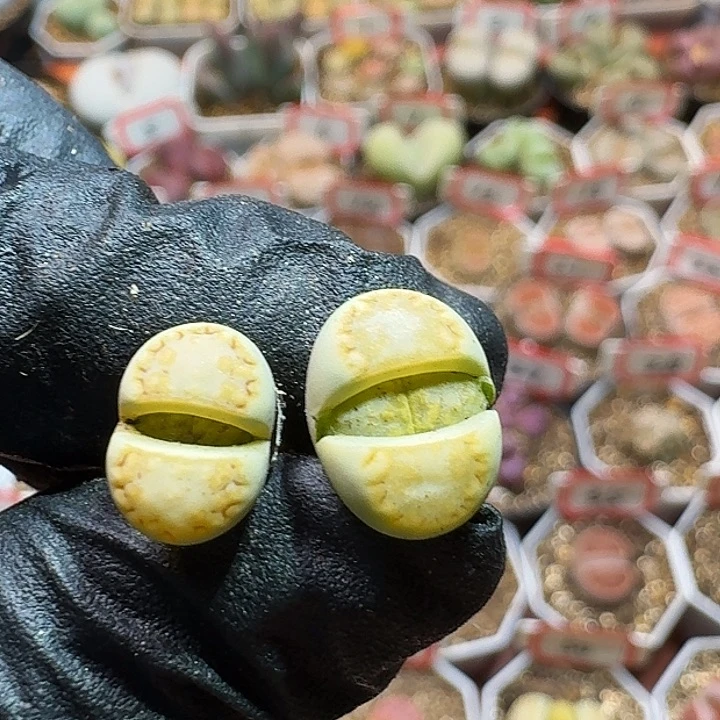 生石花23:：：。  3