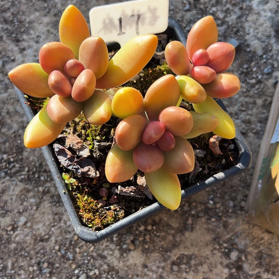 祖***朵芒果奶17号一物一拍