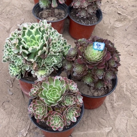 915多肉植物组合，量拍，