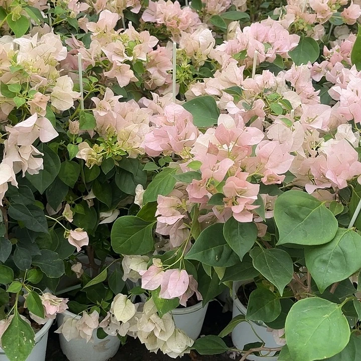 完全开放三角梅暗丽