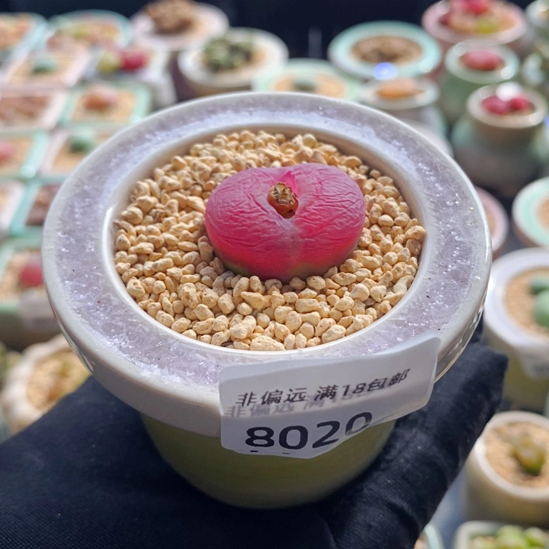 8020--一物一拍 带盆 蟠桃1801.1