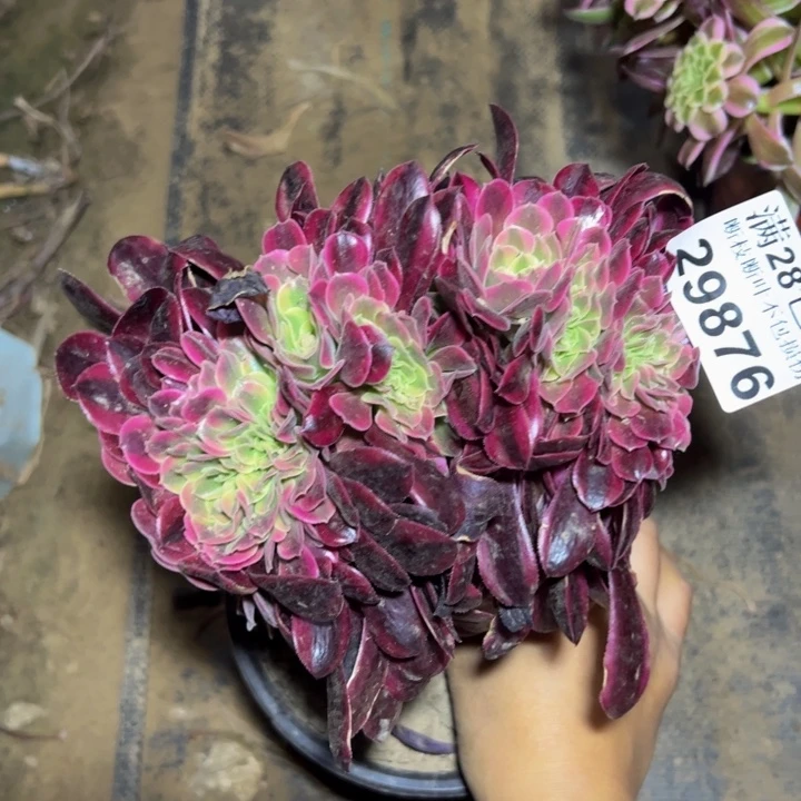 29876美杜莎缀多肉植物