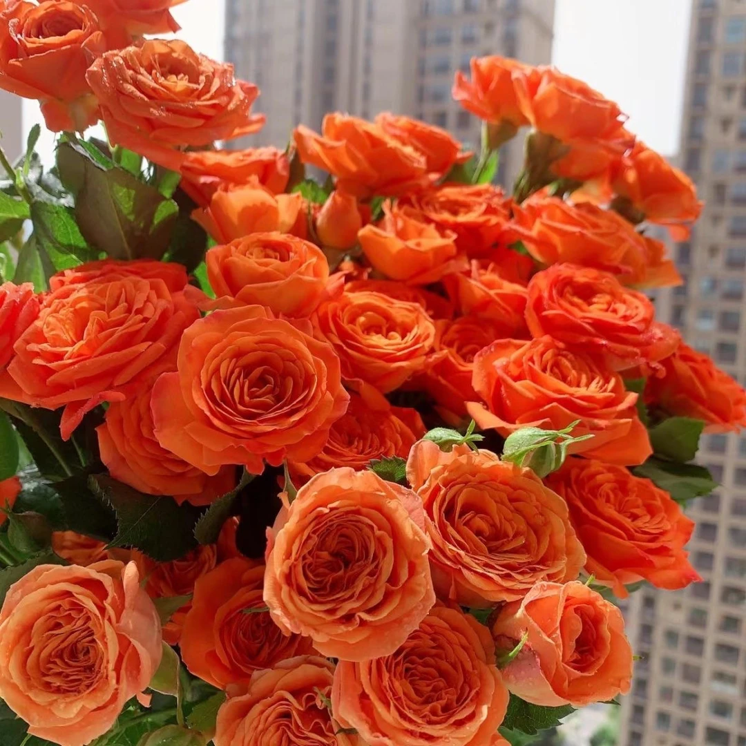 橙色芭比多头泡泡中苗