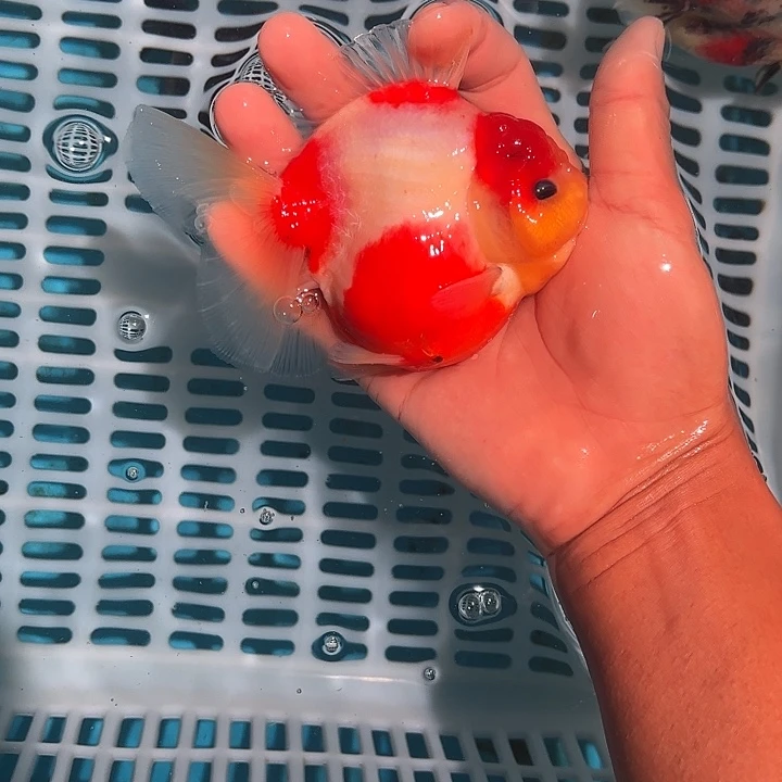金鱼包邮1573765858