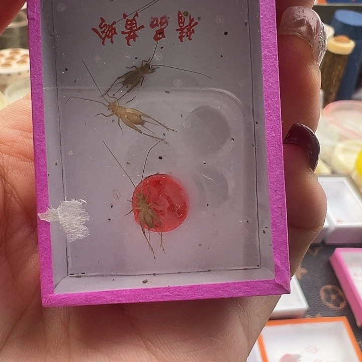 小黄蛉一盒…………………