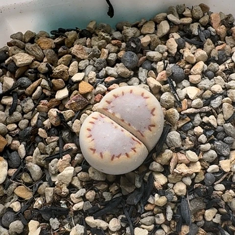 3341，171饼干母本带盆土发货