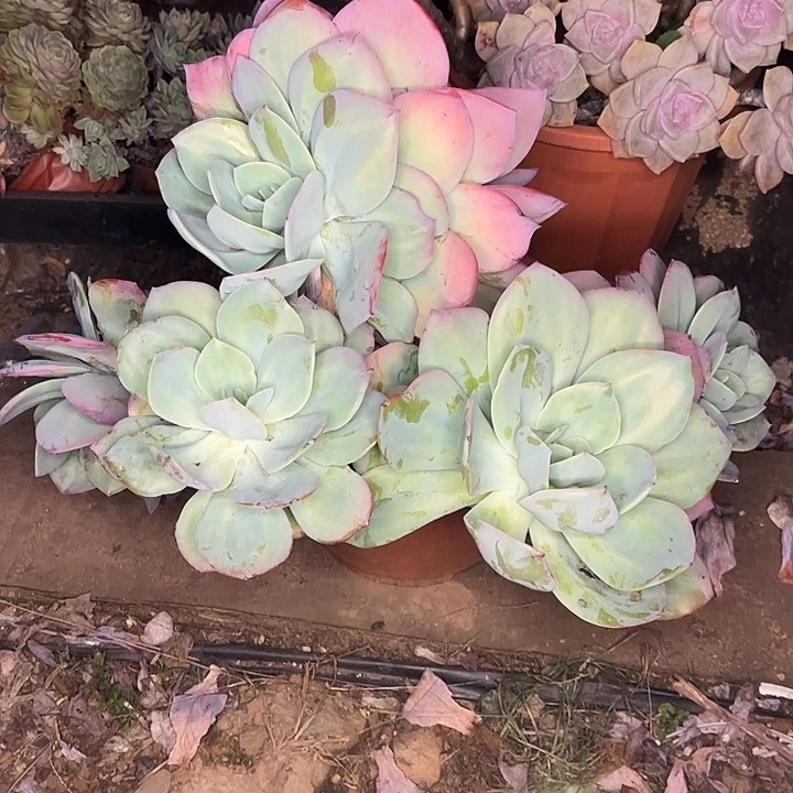 虹***白凤血凤群生，一物一拍