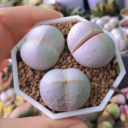 无花朵0446，2.8-3厘米高尔夫特价