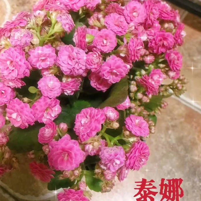 长寿花-泰娜 产地直发130大盆