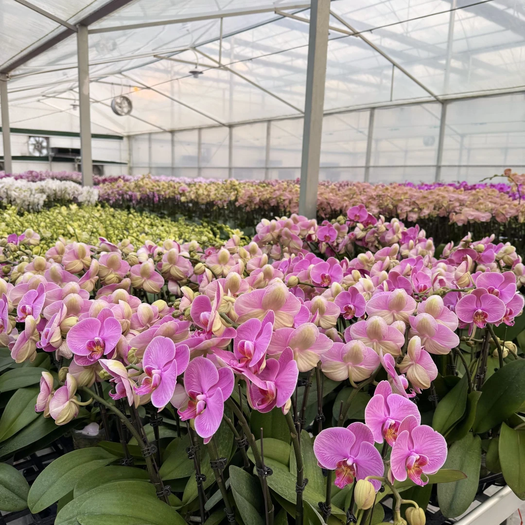 [随机开花株]精品蝴蝶兰 直播间同款 室内鲜花绿植 基地直发