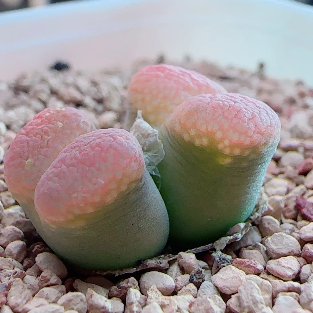0533/鱼子酱风铃/微瑕