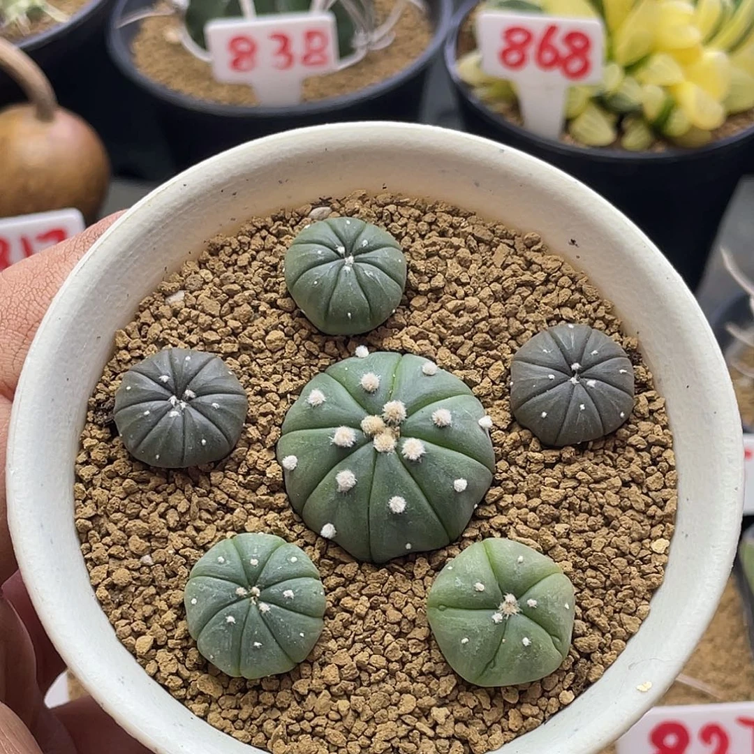 实生超兜仙人球 带盆土包邮
