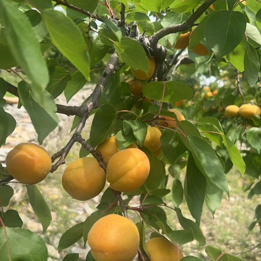 【现摘】沂蒙山金太阳酸甜可口肉厚多汁当季新鲜水果