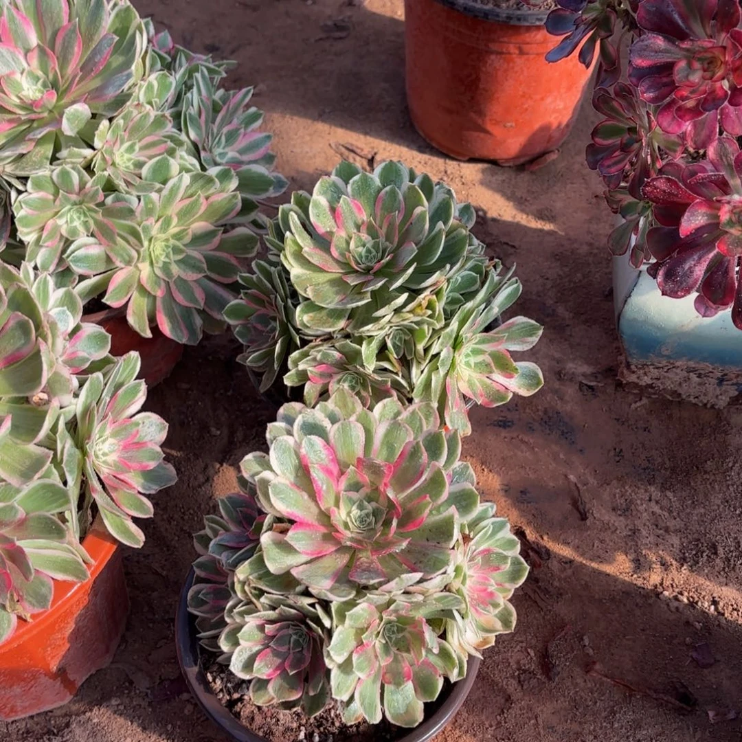 孔雀翎9.9多肉植物