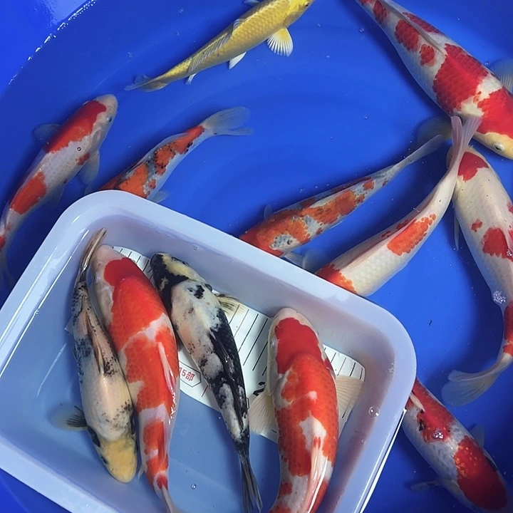 海水鱼锦鲤的繁殖和繁殖