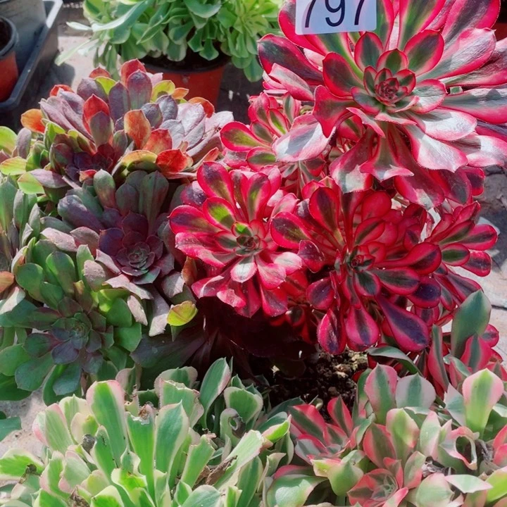 多肉植物组合797
