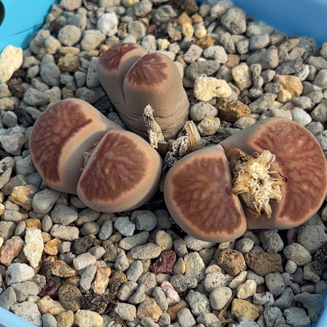 9281三头菊群一颗