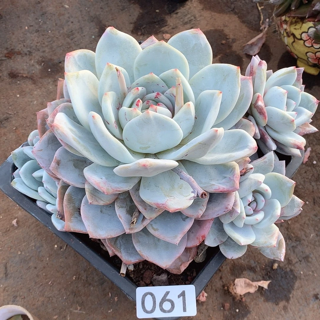 061梦雪一物一拍多肉