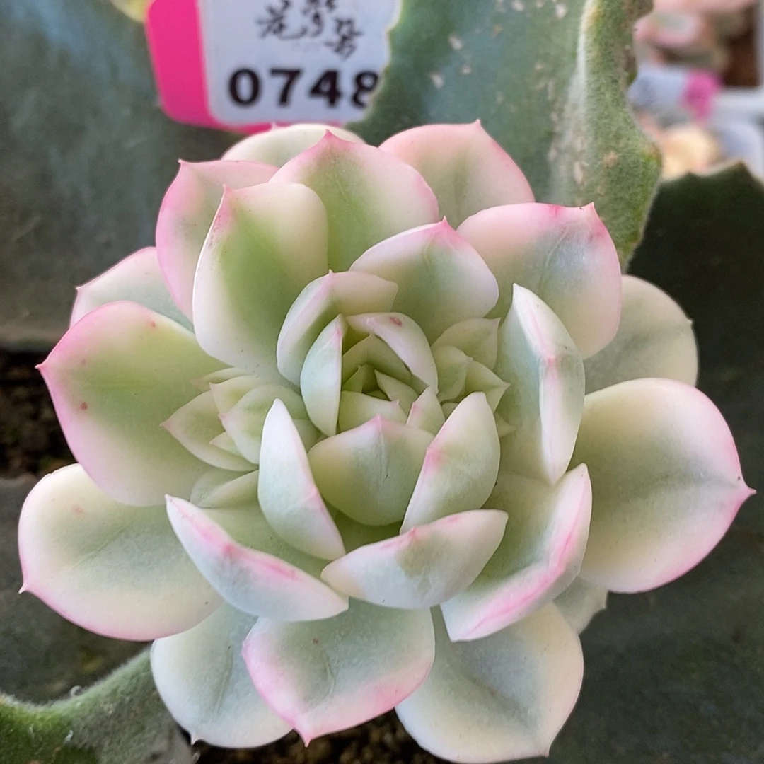 748哈哈哈哈其实是