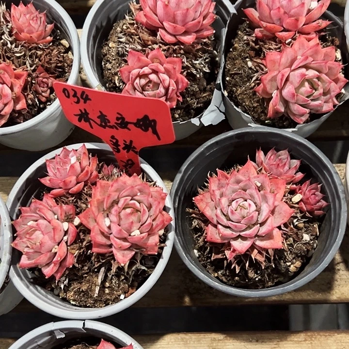 团034。   多头林杰安娜