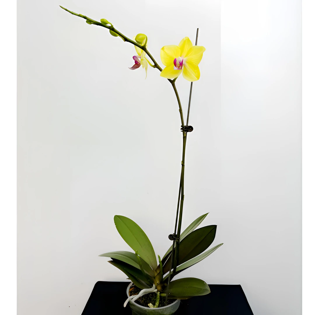 蝴蝶兰【摩登娜】  四季开花/室内花卉盆栽